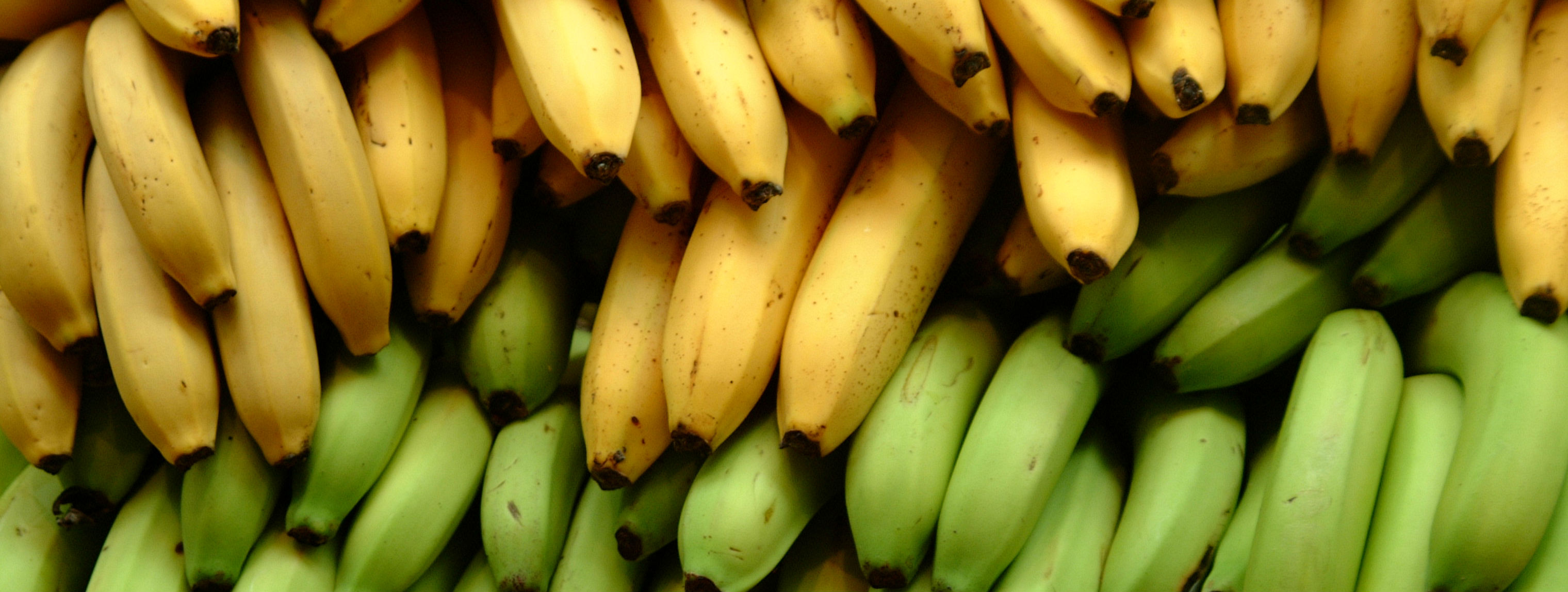 Restoring confidence in the banana industry